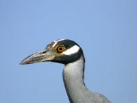 Yellow-crowned Night-heron up close 
